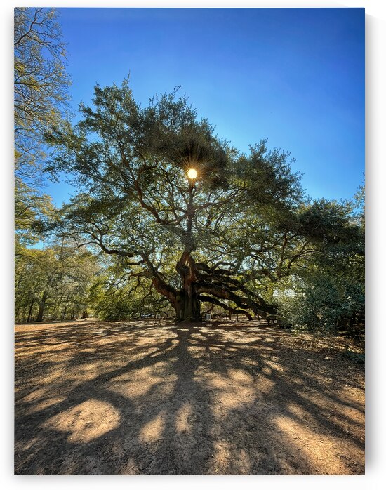 Angel Oak Tree Casting Shadows by Bill Swartwout Photography