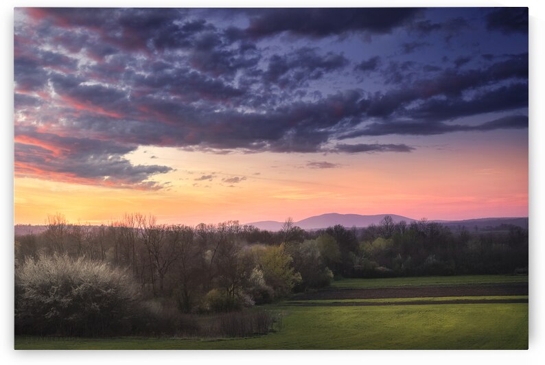 Early spring in the field at sunset by Dejan Travica