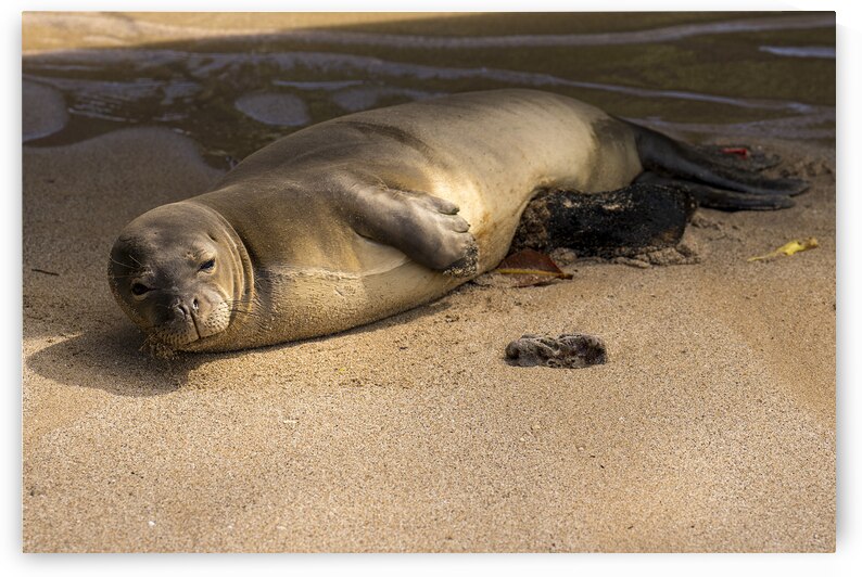 Hawaiian Monk Seal Endangered Species near Lahaina Maui Hawaii by David Hoffmann