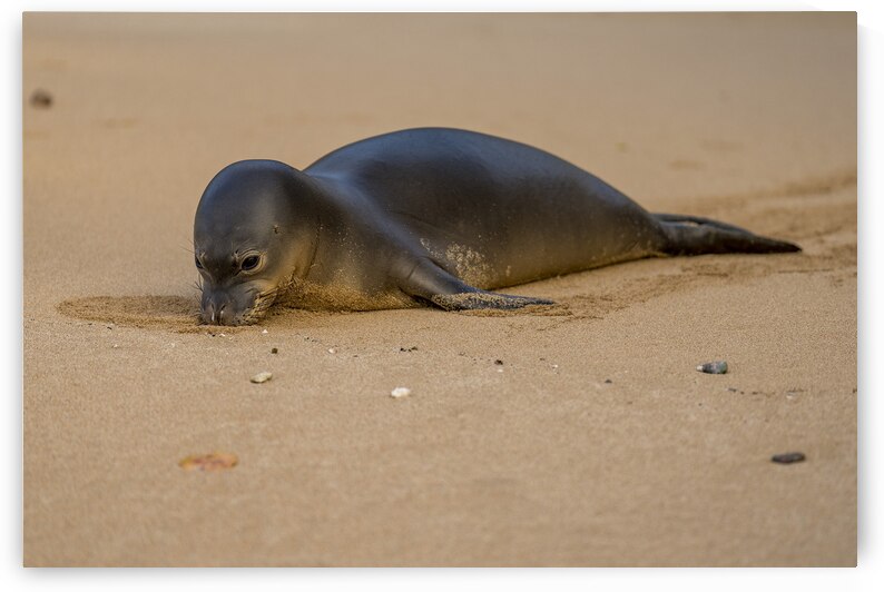 Hawaiian Monk Seal Endangered Species near Lahaina Maui Hawaii by David Hoffmann
