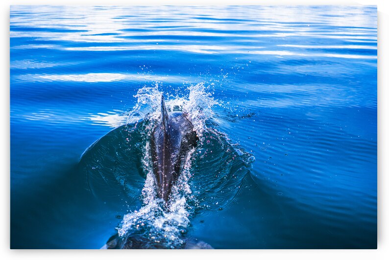 Dolphin following tour boat in Costa Rica by Atelier Knox