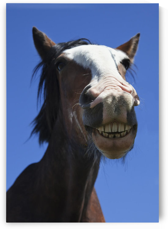 A Horse Smiling And Showing It's Teeth; Northumberland, England by PacificStock