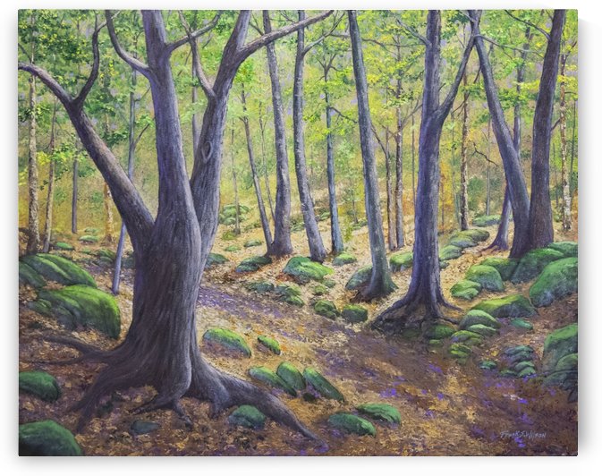 Vermont Woodland Spring by Frank Wilson