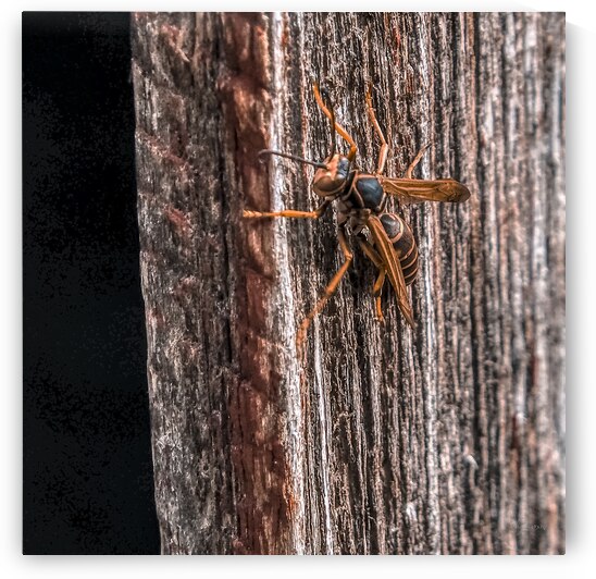 Hornet II by Kelly S Larson