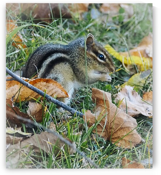 Chipmunk by Kelly S Larson
