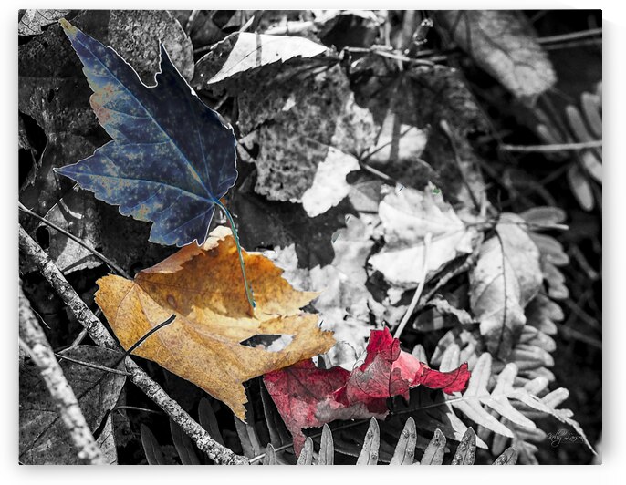 Leaf Trio by Kelly S Larson