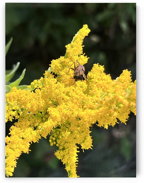 Yellow in spring  by Amber McElroy