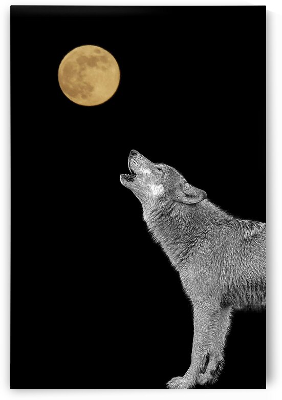 Wolves are legendary because of their spine-tingling howl by Daniel L Friend