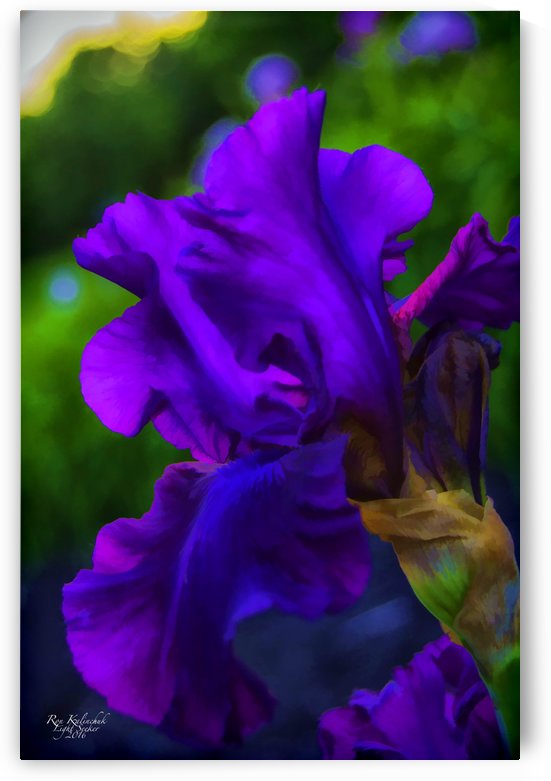 Purple Iris2 by Light Seeker
