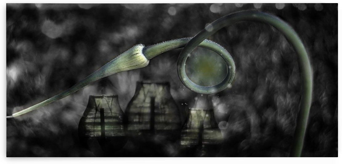 Garlic Lanterns by Light Seeker