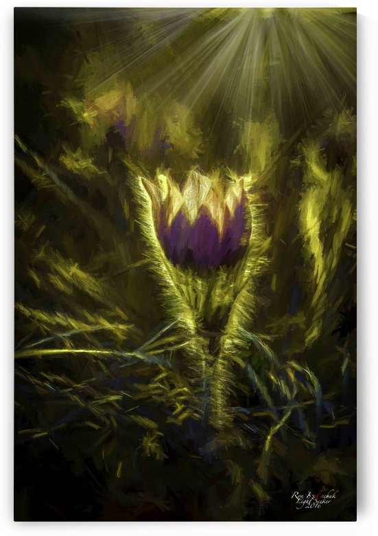 CrocusArtsy by Light Seeker