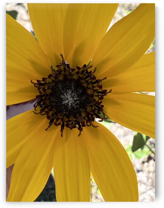 Sunflower  by Amber McElroy