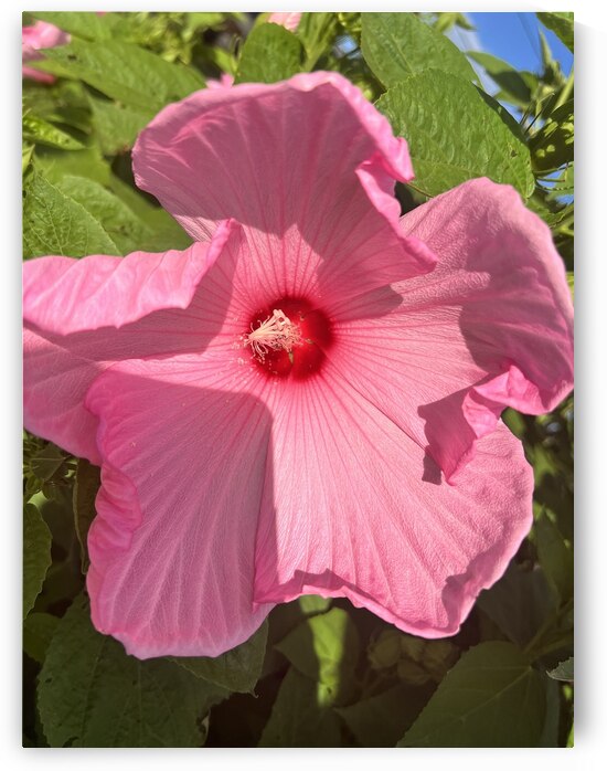 Pretty in pink by Amber McElroy