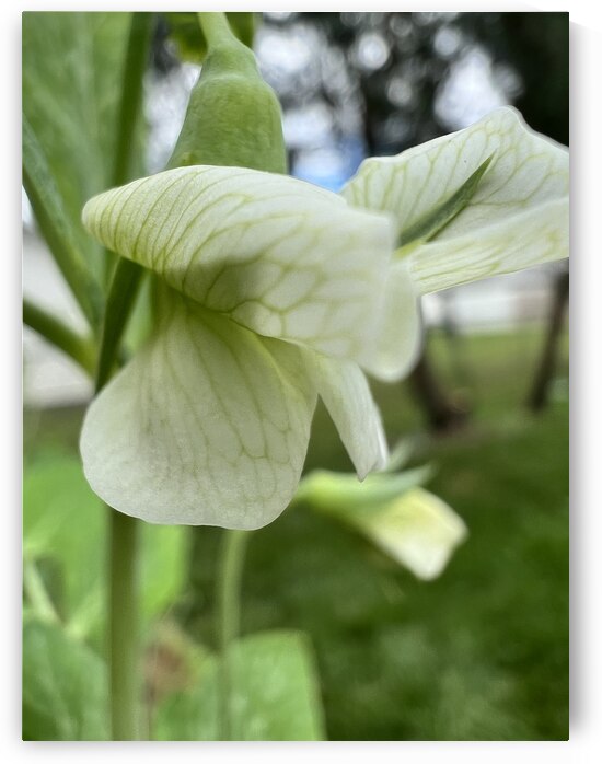 Budding in spring  by Amber McElroy