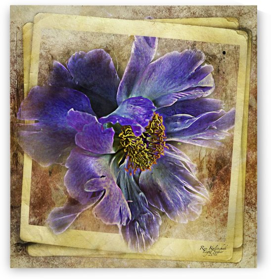 Blue Peony by Light Seeker