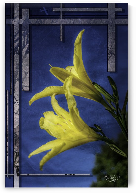 YellowDayLilies2 by Light Seeker