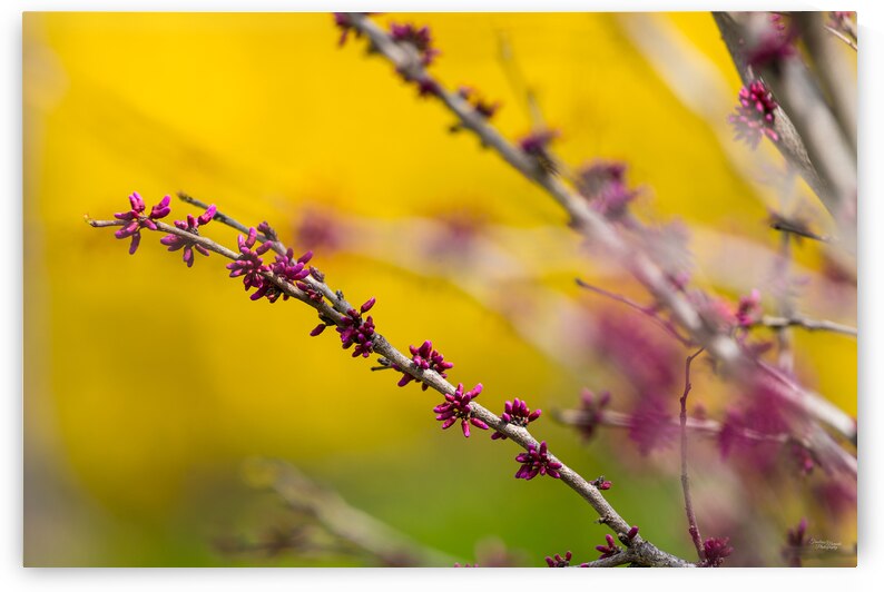Redbud Tree Flower Buds by Jennifer White