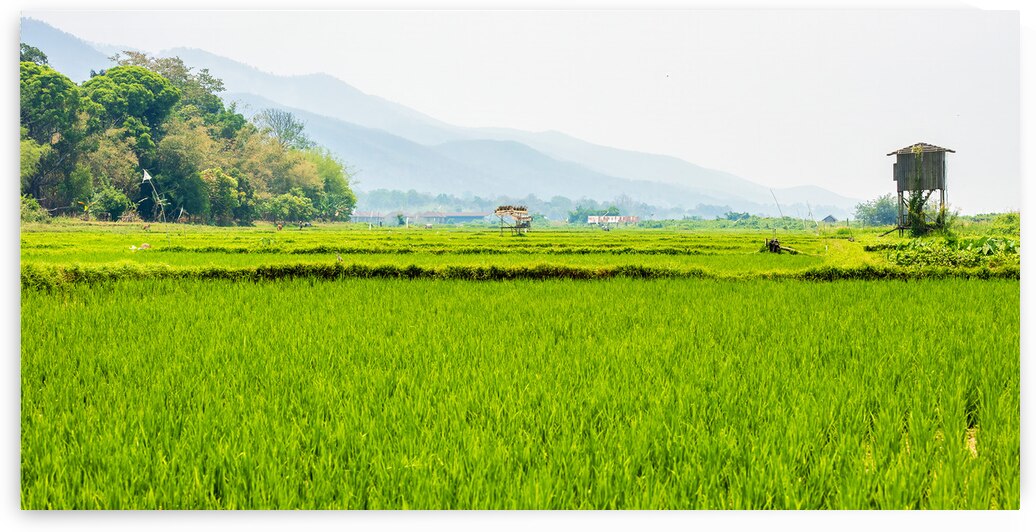 Rice Fields of Myanmar by David Northall