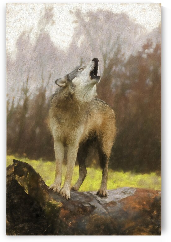 Wolves are legendary because of their spine-tingling howl  by Daniel L Friend