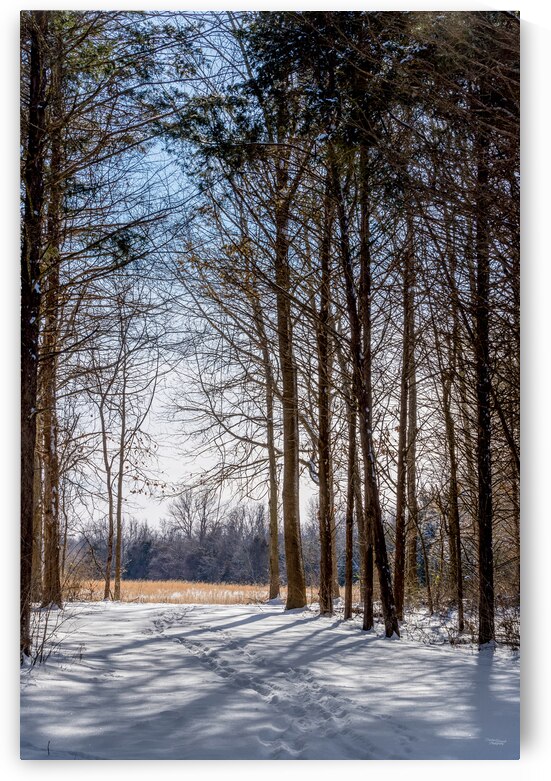 Wooded Hike In Snow by Jennifer White