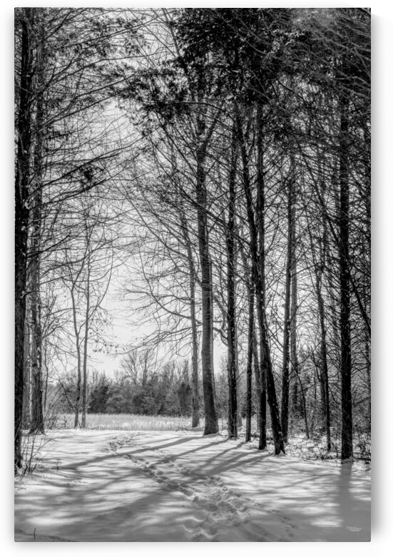 Wooded Hike In Snow Graysale by Jennifer White