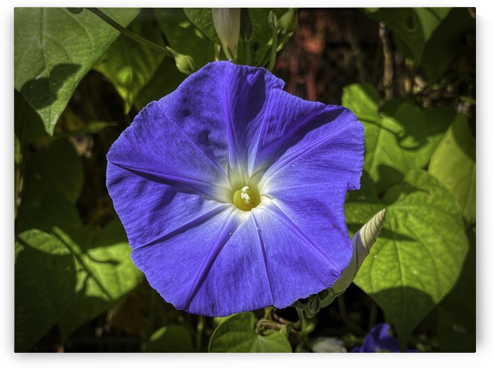 Morning Glory by Judy Vincent Photography