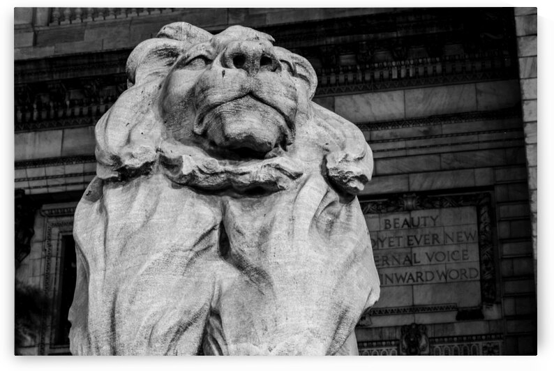 new york public library lion  horizontal 359 Beau by Black And White