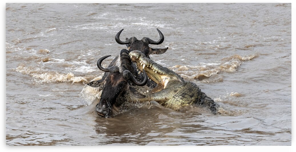 Neck Nibble by David Northall