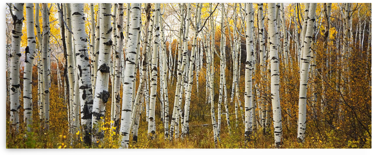 Colorado, Steamboat, Aspen Tree Trunks In Grove, Yellow Autumn Leaves. by PacificStock