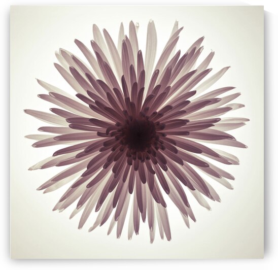 Glowing Chrysanthemum by Assaf Frank