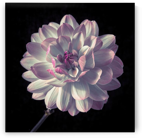 Dahlia by Assaf Frank