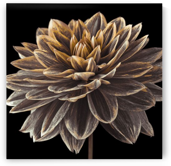 Dahlia flower by Assaf Frank