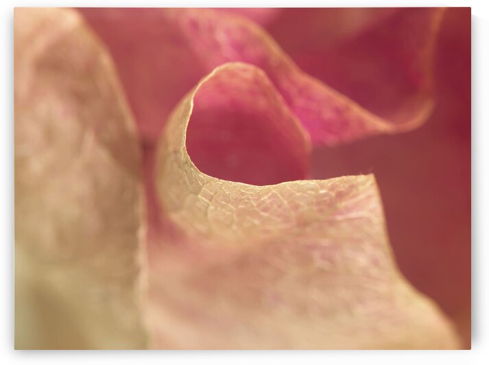 Bougainvillea by Assaf Frank