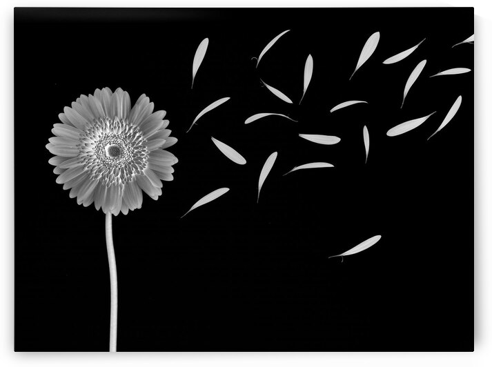 Flying Gerbera by Assaf Frank