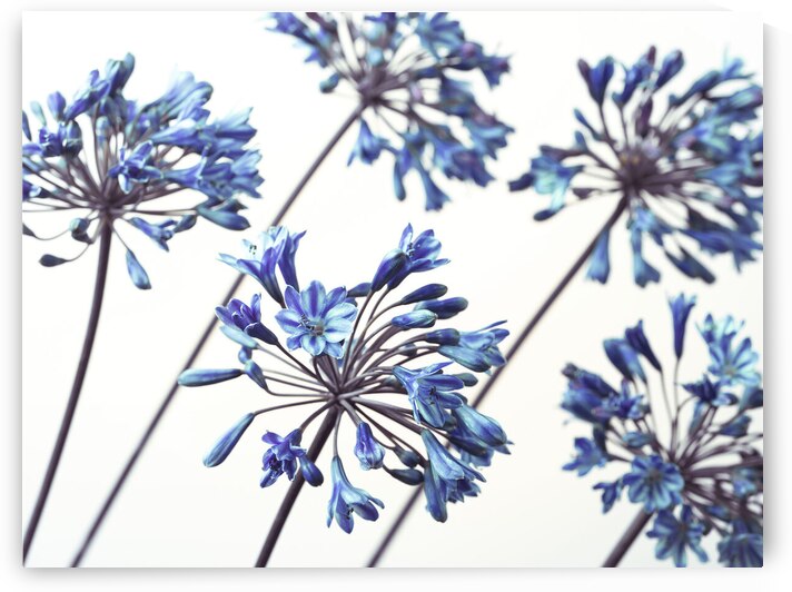 African Lilies by Assaf Frank