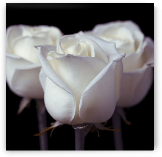 Three Roses by Assaf Frank