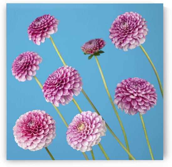 Dahlia Flowers by Assaf Frank