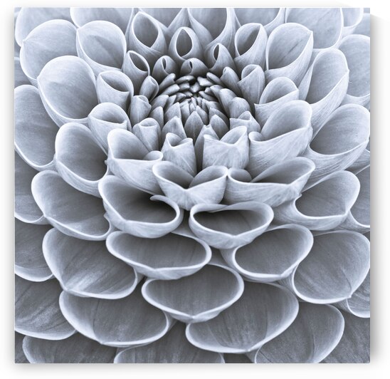 Dahlia Flower by Assaf Frank