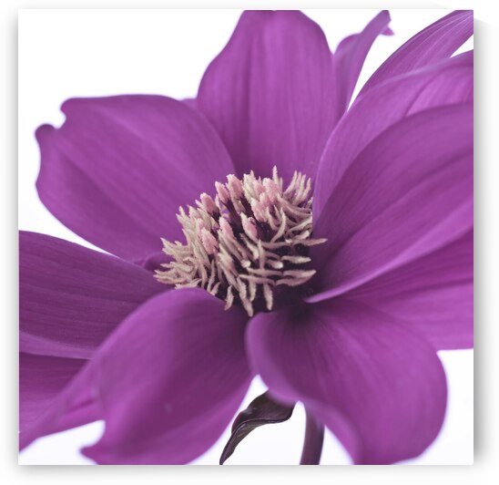 Pink Dahlia by Assaf Frank