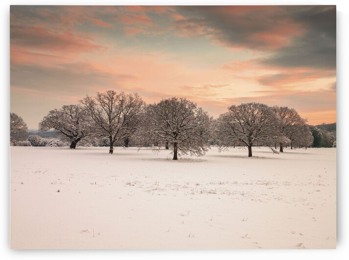 Winter Wonderland by Assaf Frank