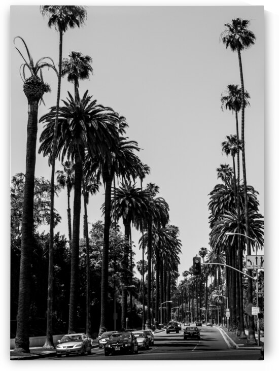 beverly drive at sunset blvd crescent  vertical 2 by Black And White