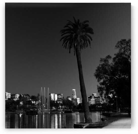 lone palm tree echo park los angeles skyline  squ by Black And White