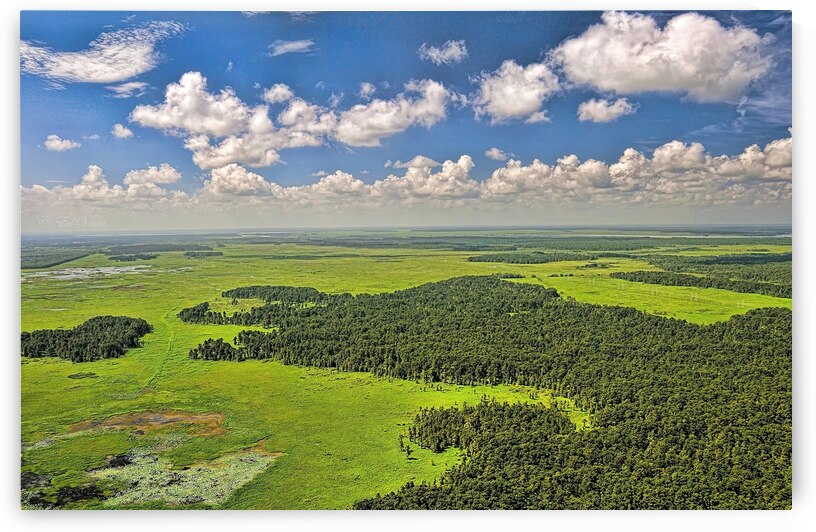 MARSH SWAMP by Digicam