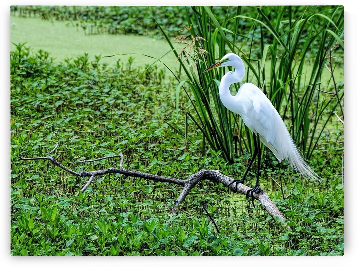 GREAT EGRET by Digicam