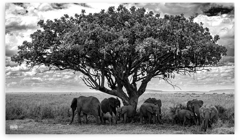Tree Trunks of Life by Nate Solo