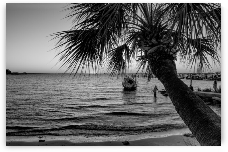 Gulf Breeze Palm Tree And Sailboat Sunset Grayscale by Jennifer White
