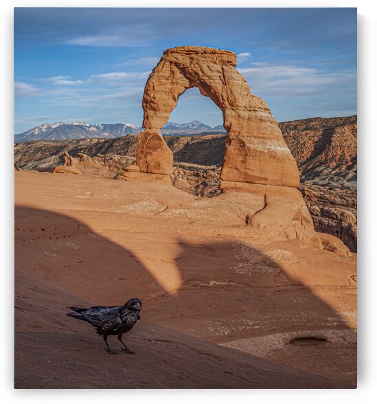 Delicate Raven by Geoffrey Prior