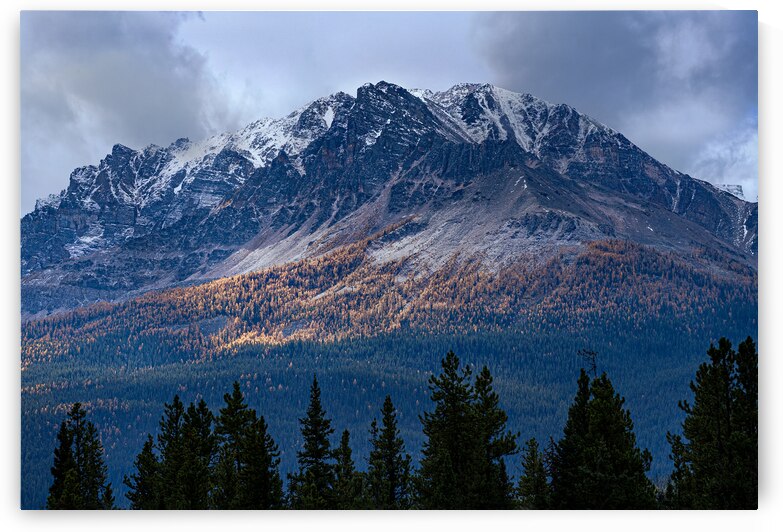 Larches of Banff by Geoffrey Prior