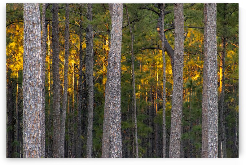 Symphony of Gold by Norma Brandsberg Photography