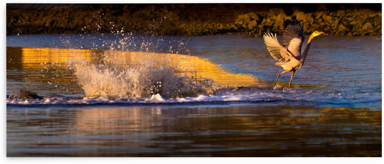 Surprise Porpoise Heron Attack by Norma Brandsberg Photography